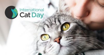 International Cat Day 2020 details released